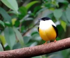 Manacus candei
