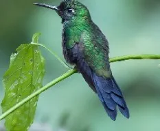 Heliodoxa jacula