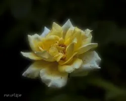 Rpsa