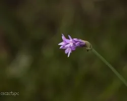 Thulbalgia violacea
