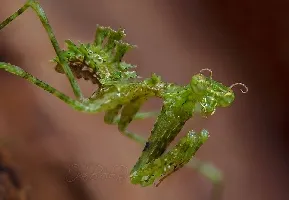 Pogonogaster_tristani