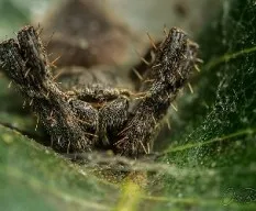 Araña