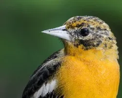 Icterus galbula
