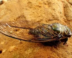 Vitrales voladores