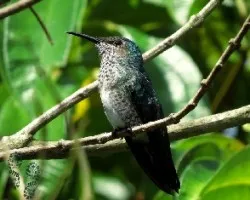 Colibrí al sol