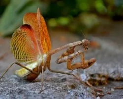 Mantis