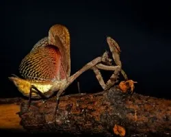 Mantis