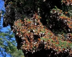 Danaus plexippus