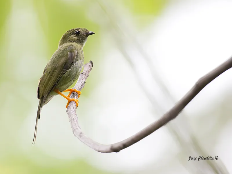 Nosara, Guanacaste, Costa Rica, Central America