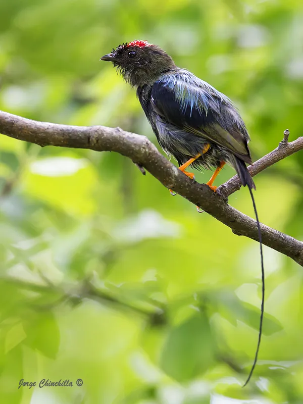 Nosara, Guanacaste, Costa Rica, Central America