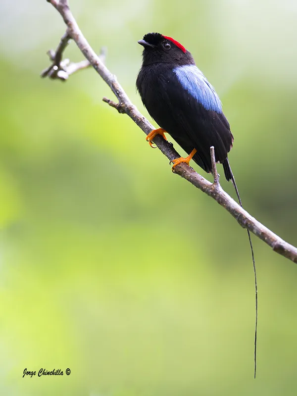 Nosara, Guanacaste, Costa Rica, Central America