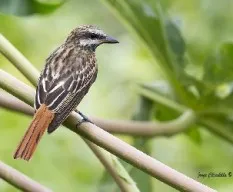 Myiodynastes luteiventris