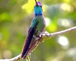 Eugenes fulgens