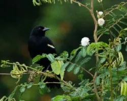 Agelaius phoeniceus