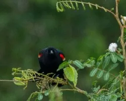 Agelaius phoeniceus