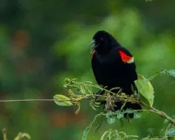 Agelaius phoeniceus