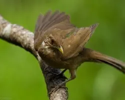 Turdus grayi
