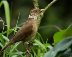 Turdus grayi
