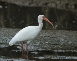 Endocimus albus