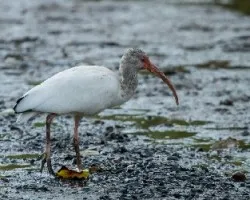 Endocimus albus