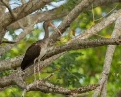 Endocimus albus