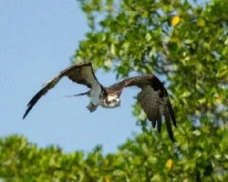 Pandion haliaetus