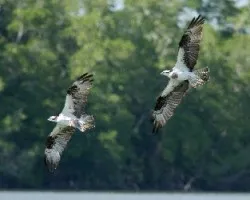 Pandion haliaetus
