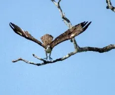 Pandion haliaetus