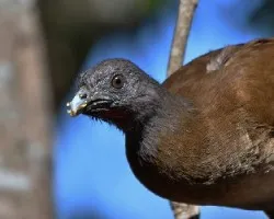 Ortalis cinereiceps
