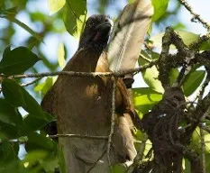 Ortalis cinereiceps