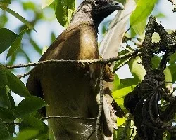 Ortalis cinereiceps