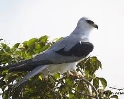 Elanus leucurus