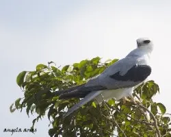 Elanus leucurus