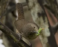 Troglodytes aedon