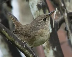 Troglodytes aedon