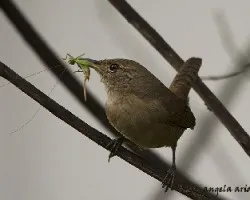 Troglodytes aedon