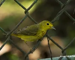 Setophaga petechia