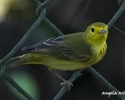 Setophaga petechia