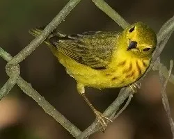 Setophaga petechia