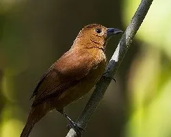 Tachyphonus rufus