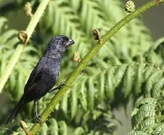 Melopyrrha nigra