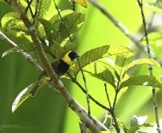 Tiaris canora