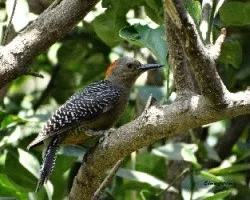 Melanerpes aurifrons