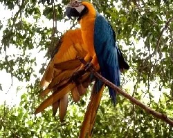 Ara amazonas