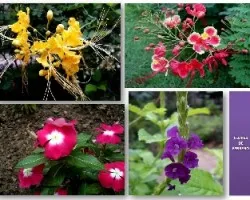 Flores de febrero