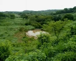 Bosque seco tropical
