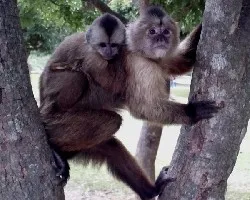 Cebus olivaceus