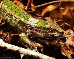 Liolaemus chilensis 