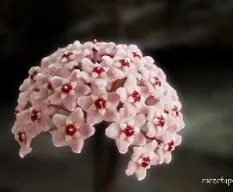Hoya carnosa
