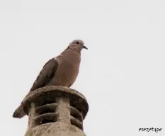 Paloma